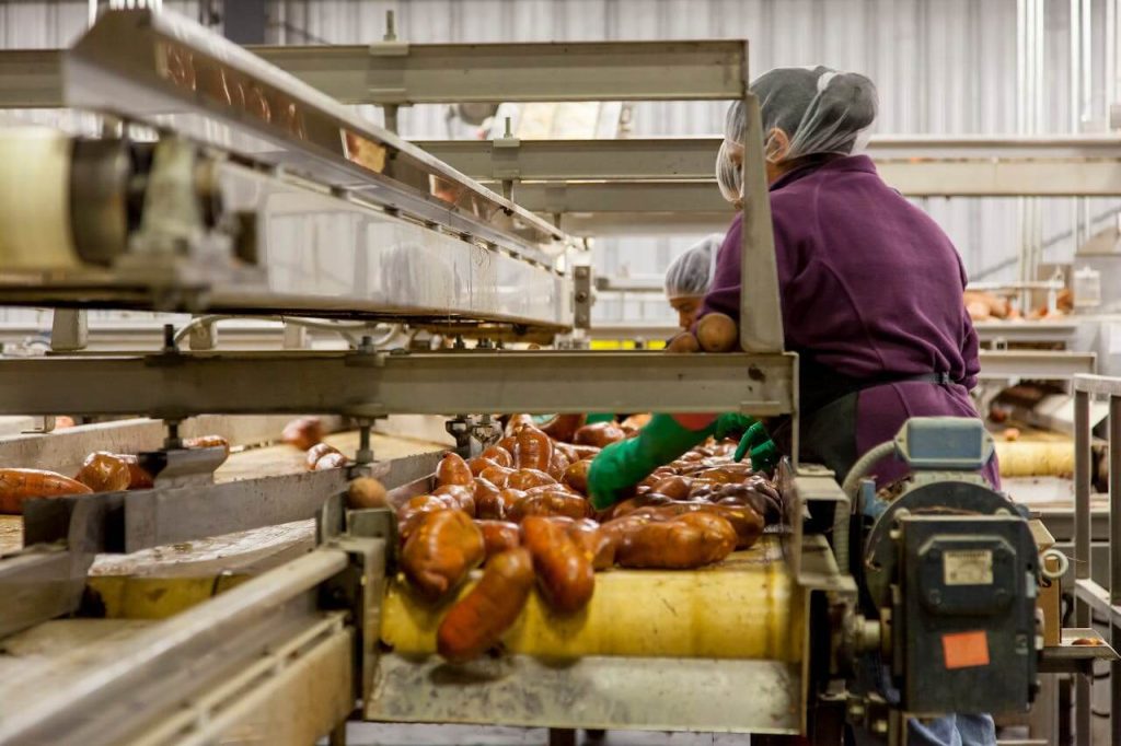 primaire voedselverwerking van zoete aardappelen in een fabriek