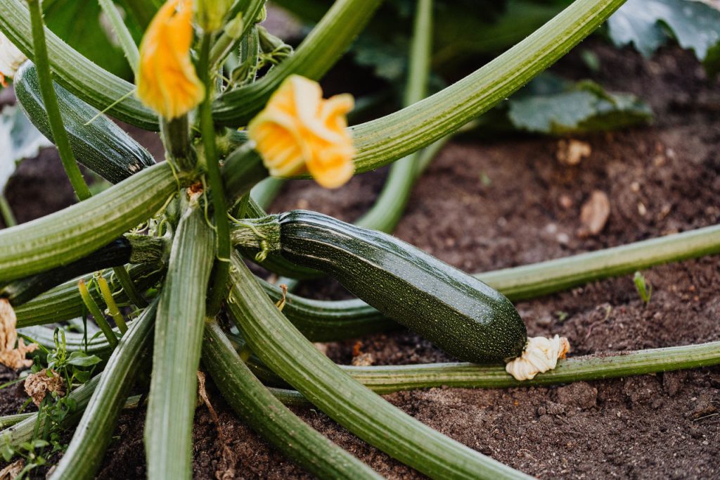 courgette aan plant